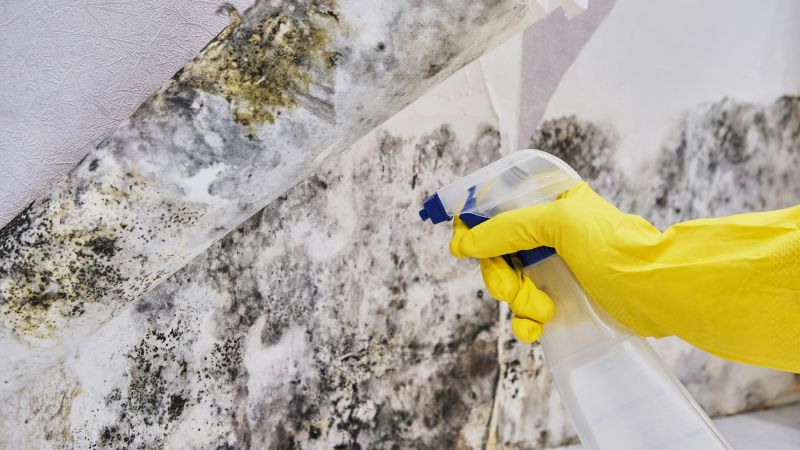 Black Mold Removal in Fort Lauderdale, FL