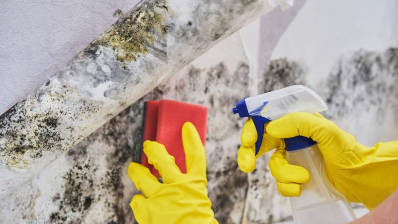 Mold Mitigation Service in West Palm Beach, FL