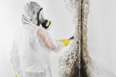 White Mold Mitigation in Essex County, NJ